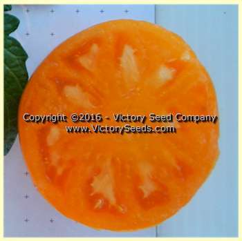 Loxton Lass Tomato