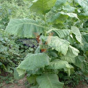 Lancaster Seed Leaf Tobacco