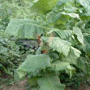 Lancaster Seed Leaf Tobacco