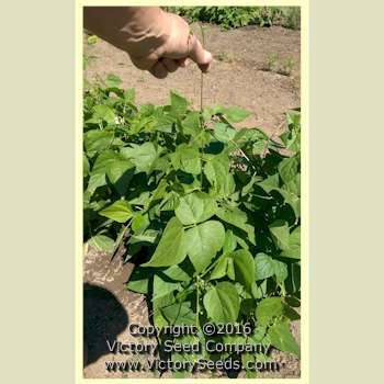 Bountiful Garden Bean