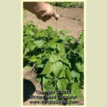 Bountiful Garden Bean