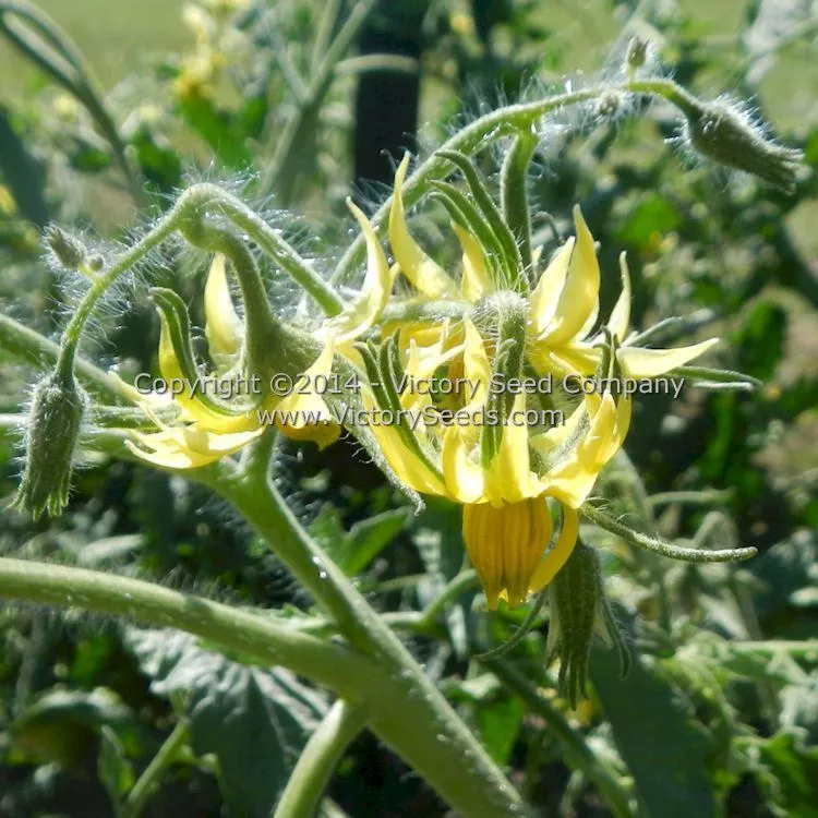 Giant Heart Climber Tomato