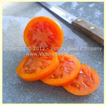 Podorok Fei Tomato