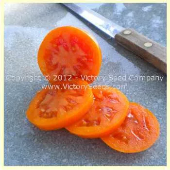 Podorok Fei Tomato