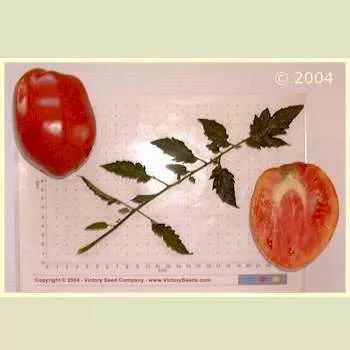 Australian Giant Oxheart Tomato