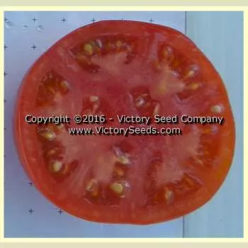 Oregon Centennial Tomato
