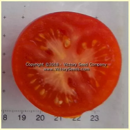 Bay State Tomato