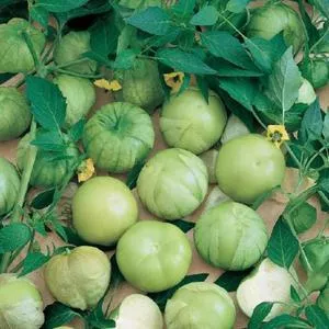 Tomatoes Relatives