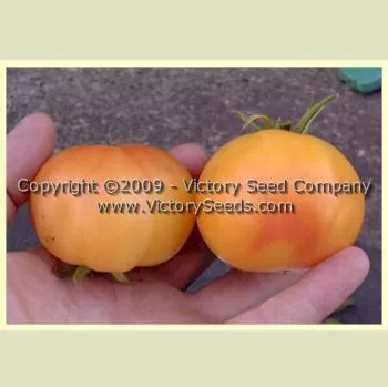 Livingston's Golden Queen Tomato