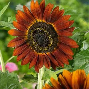Evening Sun Sunflower