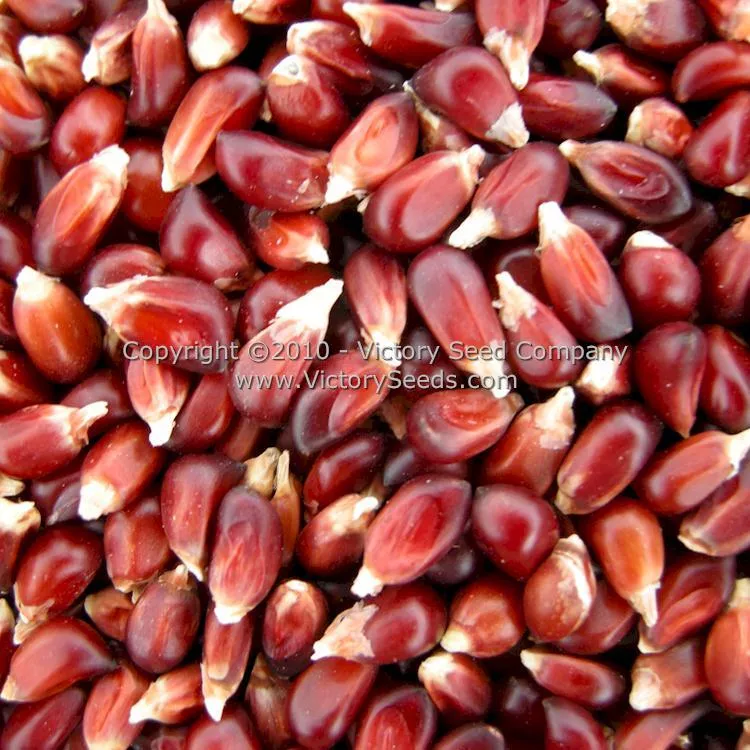 Red Strawberry Popcorn
