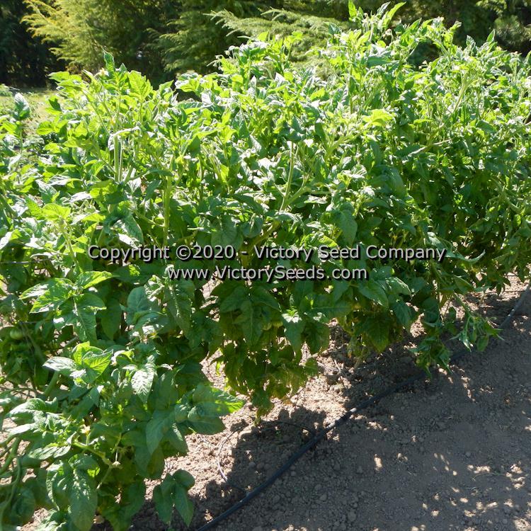 Dwarf Zoe's Sweet Tomato