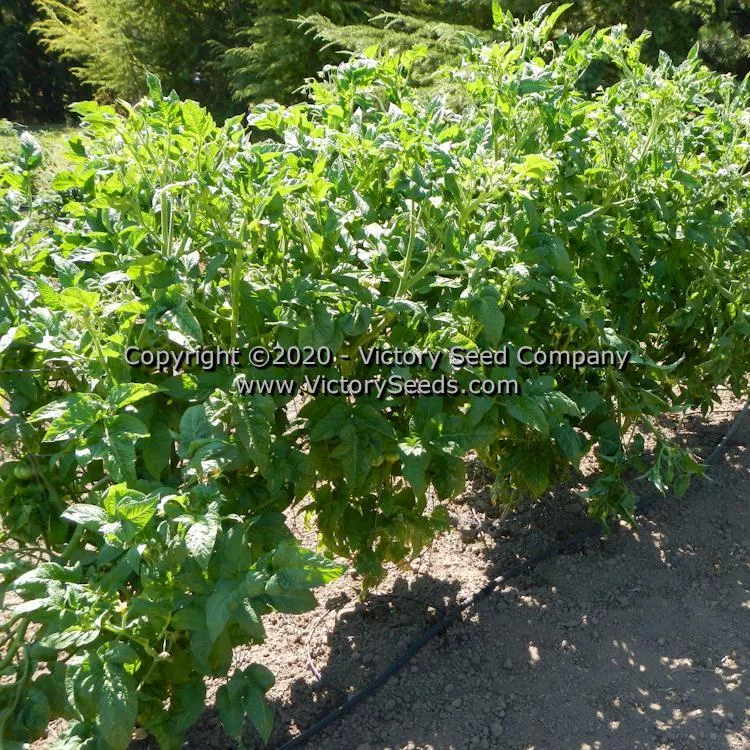 Dwarf Zoe's Sweet Tomato
