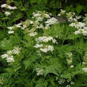Anise