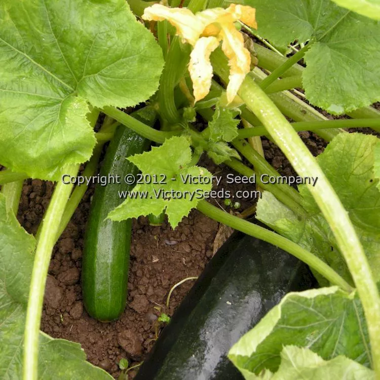 Dark Green Zucchini Summer Squash