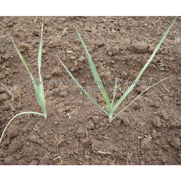 Musselburgh Leek