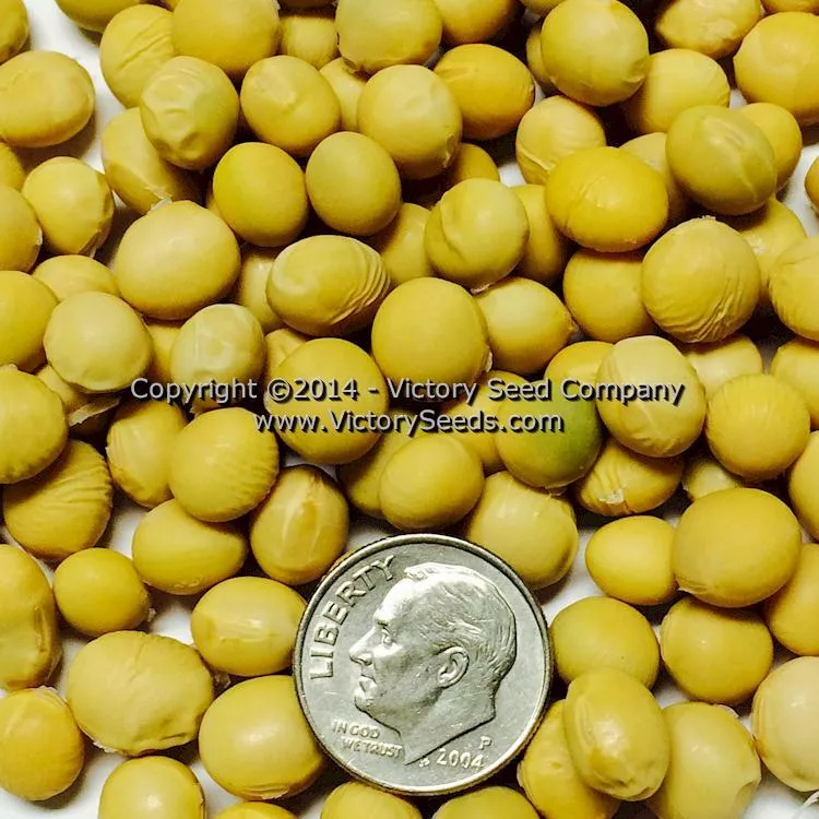 Midori Giant Soybean