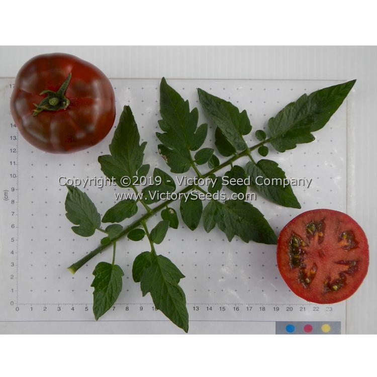 Northern Elan Tomato