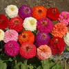 Zinnia, Lilliput Mix
