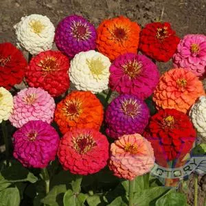 Zinnia, Lilliput Mix