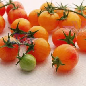 Tropical Sunset Tomato
