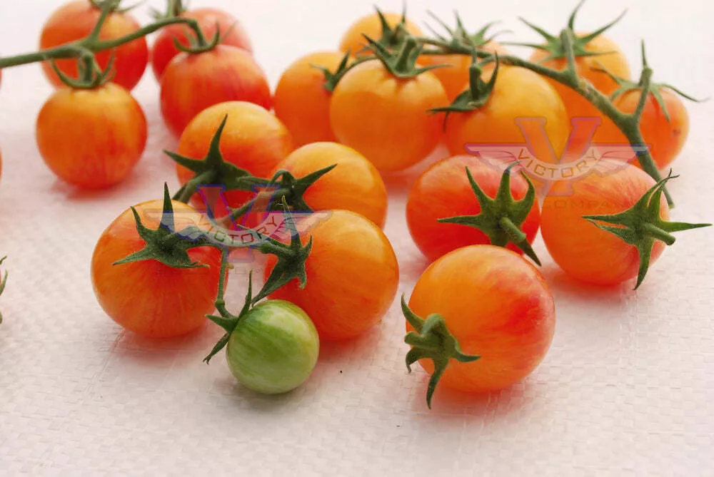Tropical Sunset Tomato