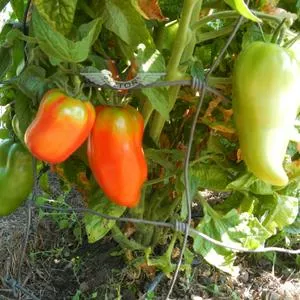 Dwarf Modern Roman Tomato