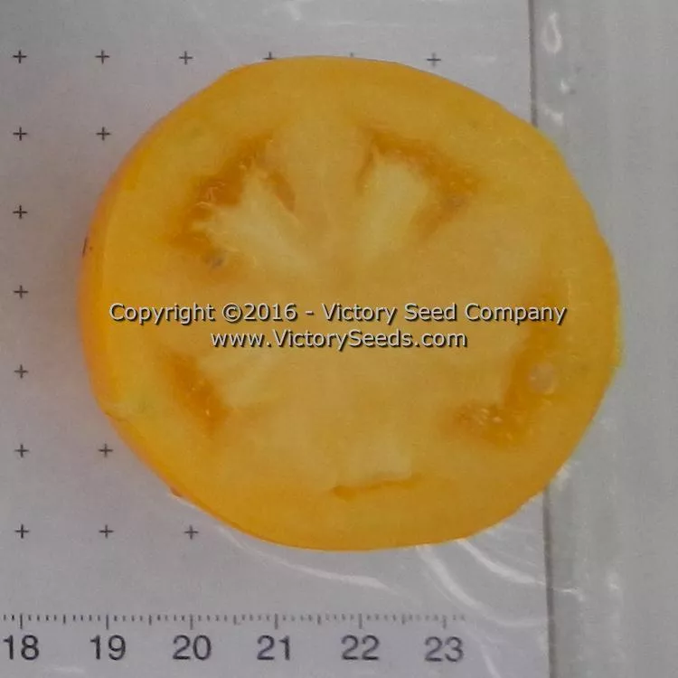 Mingold Tomato
