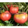 Pale Leaf Mortgage Lifter Tomato