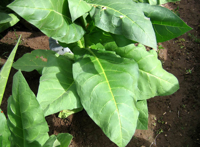 Tofta Tobacco