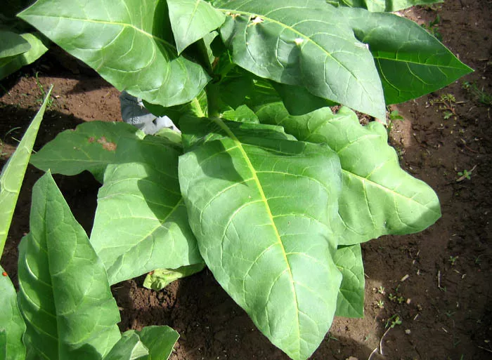 Tofta Tobacco