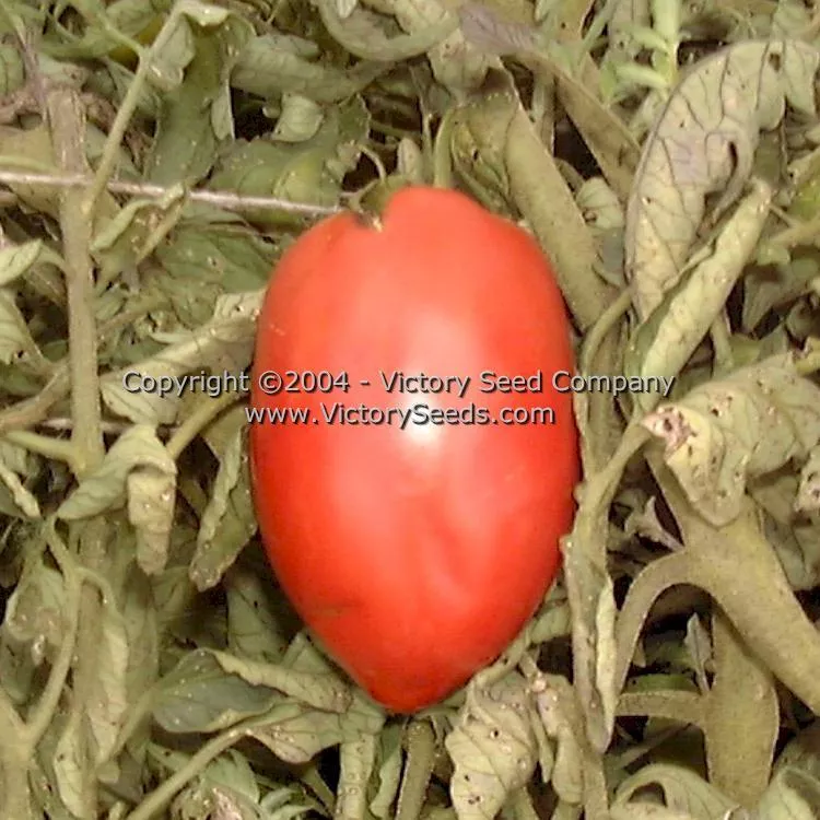 Prue Tomato