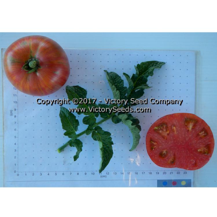 Dwarf Firebird Sweet Tomato