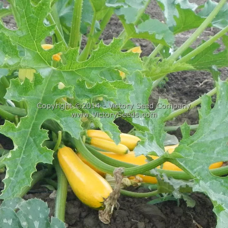 Ananashyi Zucchini Summer Squash