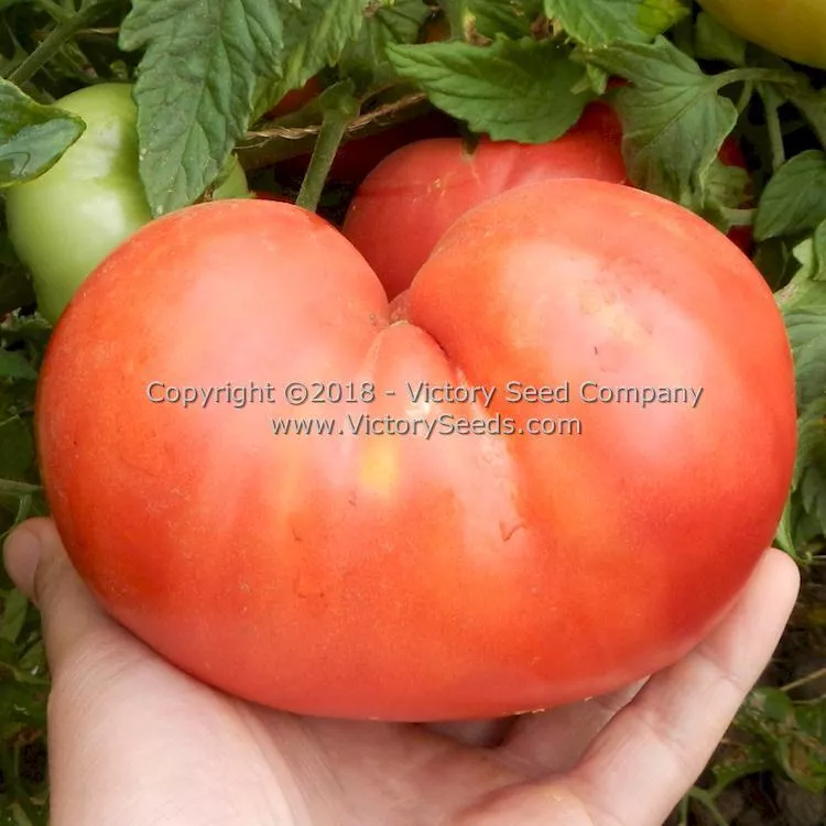 Winsall (aka Henderson's Winsall) Tomato