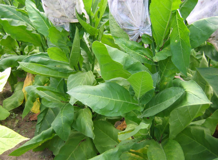 Tofta Tobacco
