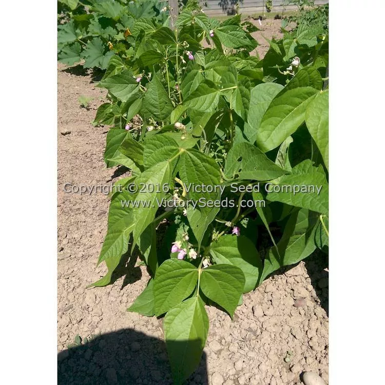 Pencil Pod Black Wax Garden Bean