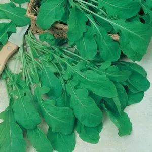 Arugula