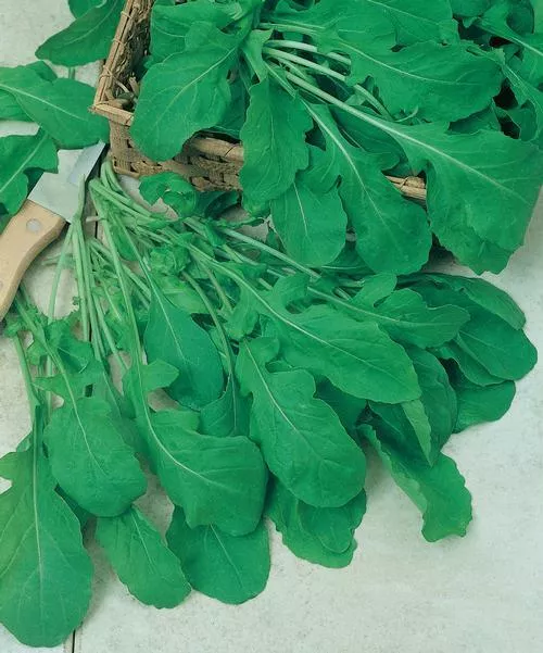 Arugula