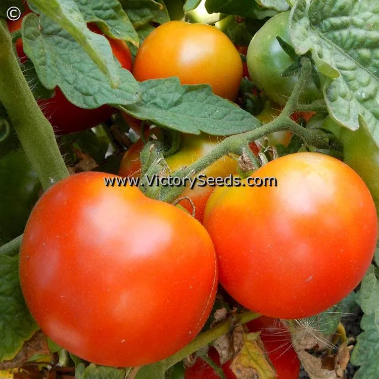 Al-Kuffa Tomato