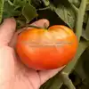 Wilpena Tomato