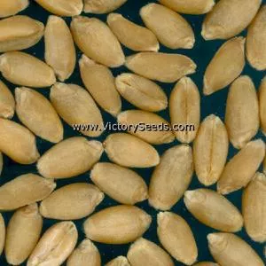 Saluda Wheat