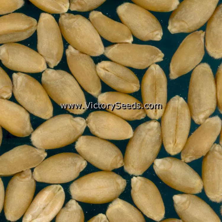 Saluda Wheat