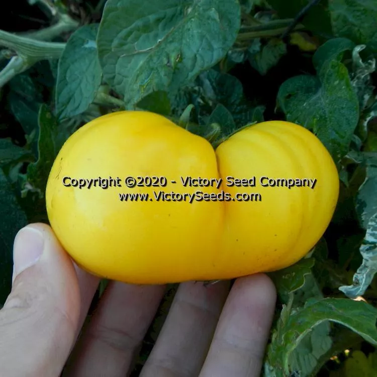 Dwarf Elsie's Fancy Tomato