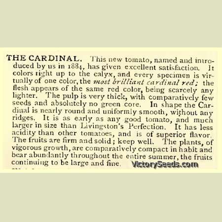 Cardinal Tomato