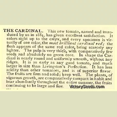 Cardinal Tomato