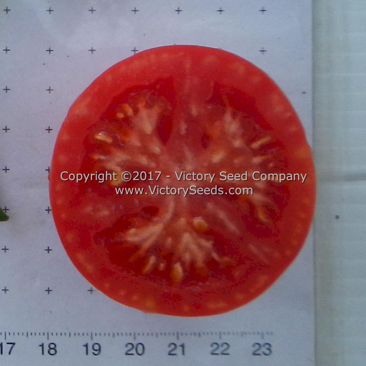 Sutton's Peach Blow Tomato