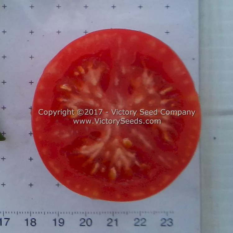 Sutton's Peach Blow Tomato
