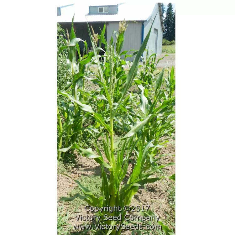 Gill's Early White Market Sweet Corn