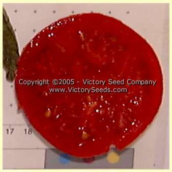 JTD Tomato